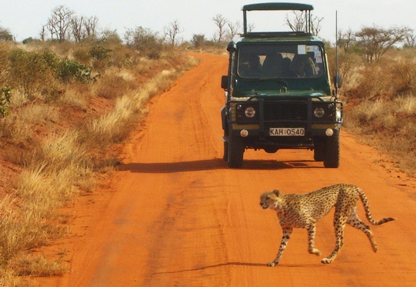 safari kenia